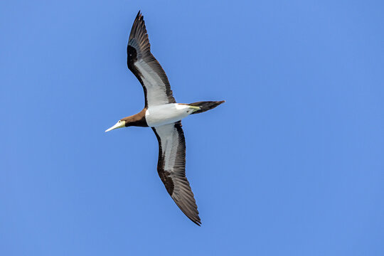 a female brown booby in flight, seen from below against a blue sky