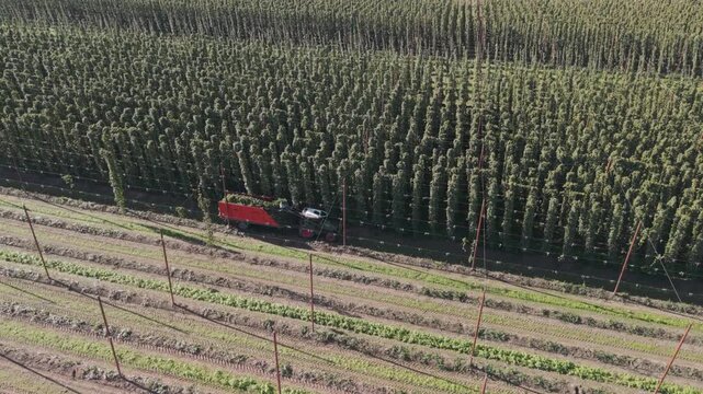 Fly over a Hop field in Bavaria during harvest season after summer time