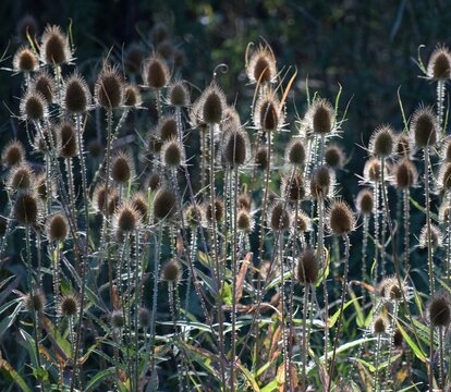 Morning symphony