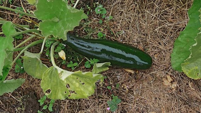 Fresh green zucchini lying on garden soil, homegrown organic vegetable, healthy farming produce, summer harvest, natural cultivation concept.