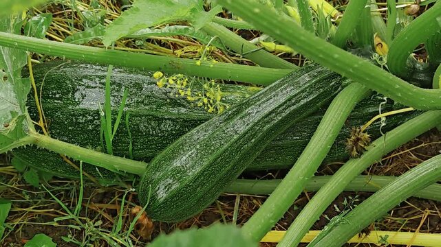Green zucchini growing on vine with yellow flowers in garden, fresh vegetable cultivation, organic farming, homegrown produce, summer growth, healthy food.