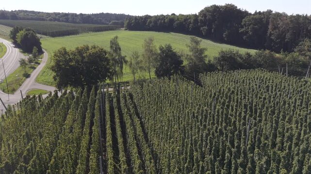 Bavarian Hop field from top at late summer season close before harvest season starts