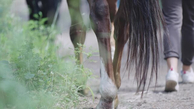 Walking horse hooves visible on a dirt path. The hooves are large and black, and the dirt is brown and rocky. Concept of ruggedness and natural beauty