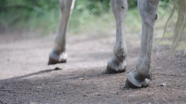 Walking horse hooves visible on a dirt path. The hooves are large and black, and the dirt is brown and rocky. Concept of ruggedness and natural beauty