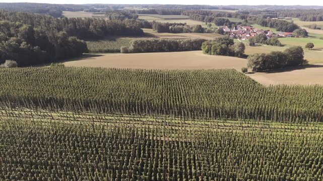 Bavarian Hop field from top at late summer season close before harvest season starts