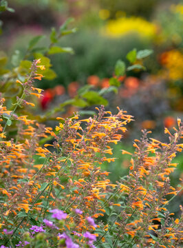 Variety of colourful flowers growing in late summer at Wisley garden, Woking, Surrey, UK.