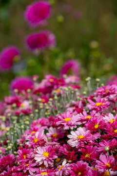 Bright pink, low maintenance cosmos flowers growing in Wisley garden in Surrey UK. Photographed in late summer.