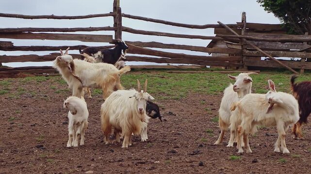 Herd of domestic goats with kids standing in a rustic wooden corral, southern Chile