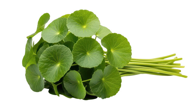 Fresh green gotu kola leaves bunch isolated for healthy food and herbal medicine use