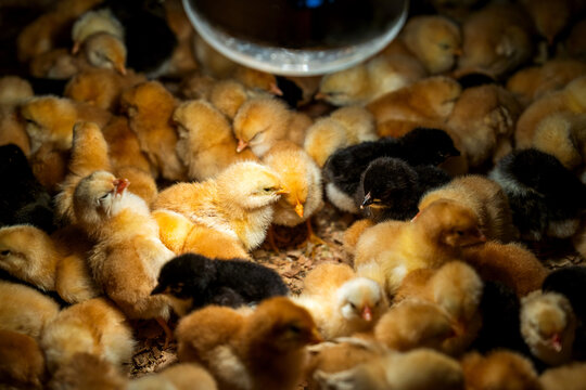 Small yellow and black newborn chicks warming under heat lamp in hatchery brooder