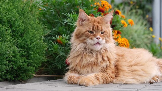 A majestic ginger Maine Coon cat lying comfortably on a paved garden path with green bushes and vibrant orange marigold flowers in the background.