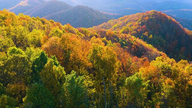 Beautiful fall scenery featuring dense mountain woodland covered in brilliant autumn colors. Warm sunset light enhances vibrant forest landscape.