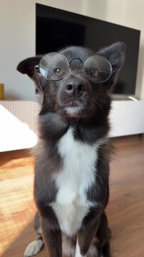 A black, cute dog in round glasses, the concept of an educated and intelligent person.