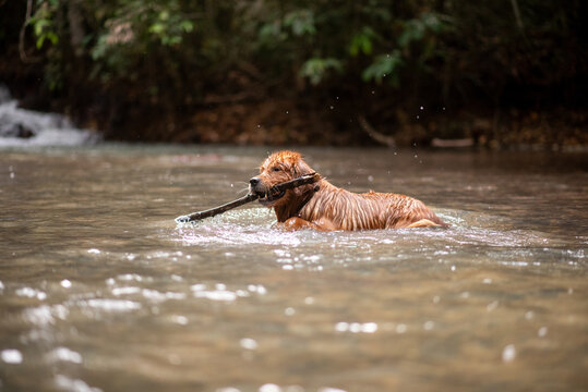 Golden se divertindo no riacho, pegando graveto e nadando.
Cachorro se divertindo 