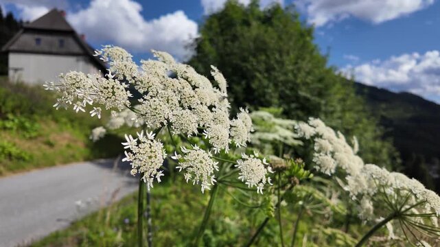 Wild chervil flower umbel and green leaves in a natural grassy habitat