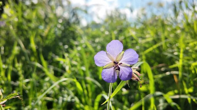 Aesthetic macro view meadow crane's-bill flower and leaves