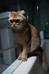 cat on the window © Ahmed J.R