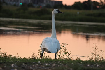 Fototapeta premium swan in the sunset
