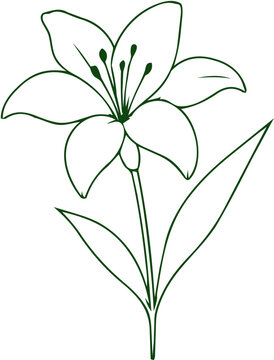 Minimalist Green Lily Flower Line Art Illustration