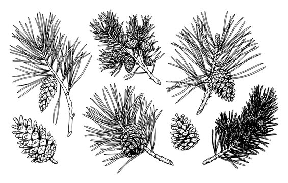 Detailed botanical illustration of various pine tree branc set with simple line art design featuring simple design, minimalist, black and white with illustrations and graphics