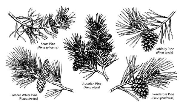 Detailed botanical illustration of various pine tree branc set with simple line art design featuring simple design, minimalist, black and white with illustrations and graphics