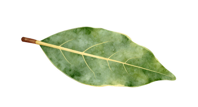 Leaf, green, nature, vector, graphic, single-icon, centered, isolated-object, simple-symbol, element-design, leaf-icon, clear-background, graphic-element, botanical-clipart