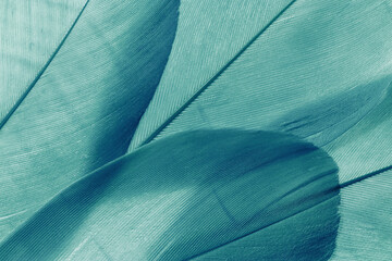 Nature pattern of bird feathers, beautiful natural texture with subtle detail, green blue teal...