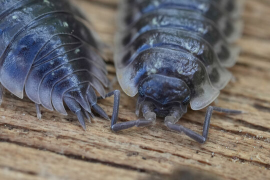 Macro close up of two Shiny woodlouse insects, Oniscus asellus on a rough wooden surface showing detailed segmentation textures and antennae