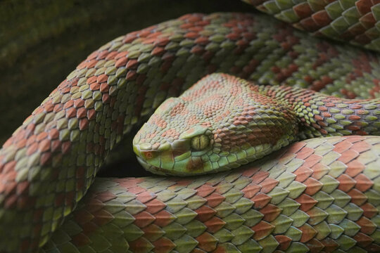 Close up view of a brown-spotted pit viper, Trimeresurus venustus, coiled with detailed green and red scales pattern in forest