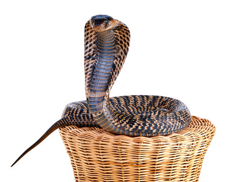 Krait snake coiled in basket head raised isolated on transparent background PNG element