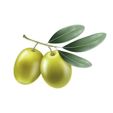 Two ripe olives hang from a slender branch isolated, Realistic vector 3d icon