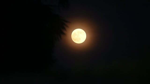 August's full moon is known as the Sturgeon Moon. As the moon rises above the southeastern horizon at sunset, it creates a spectacular light show with its lunar corona. Visible through overgrown grass