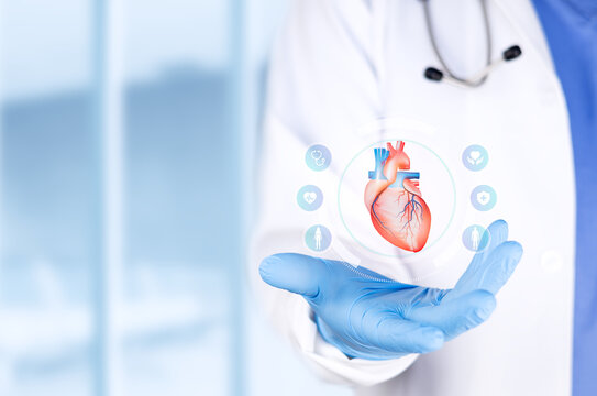 A cardiology specialist examining the human heart. Concept of cardiology, cardiovascular disease diagnosis, and medical research with a bokeh background. Isolated with space.