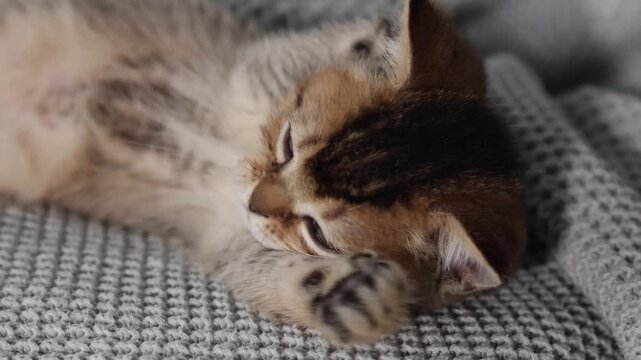 Calm kitten grooming moment with paw near mouth on a soft gray knitted blanket indoors
