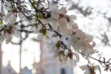Delicate white magnolia blossoms on branches against a softly blurred background © gicku91