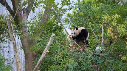 spotting giant panda try to hide in the foliage in the afternoon, panda in its natural habitat © ElizabethGo