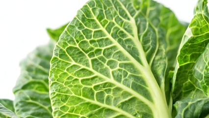 Fototapeta premium Fresh Green Cabbage Leaf Close-Up