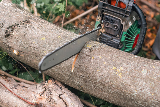 Chainsaw cutting fallen tree in forest for cleanup and removal after storm damage or tree fall.