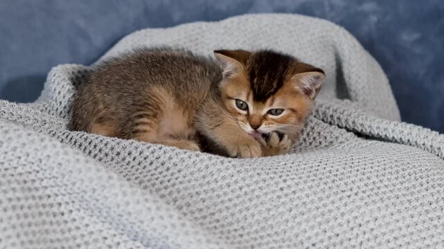 Cozy kitten resting on a soft knitted blanket in a warm indoor setting