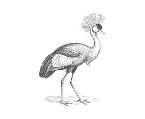 Fototapeta premium Black and white crowned crane standing in vintage engraved line art. 