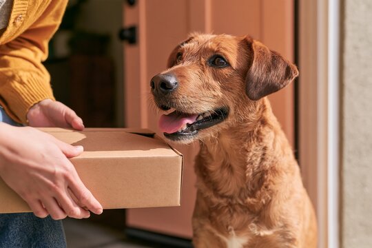 pet nutrition, pet parents, pet humanization