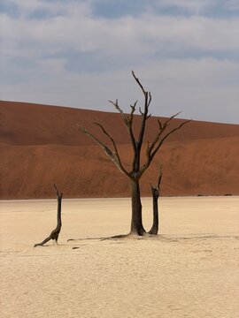 dead tree in the desert