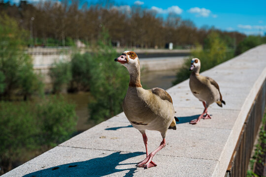 Two Egyptian geese walking along a stone bridge parapet in a Madrid park