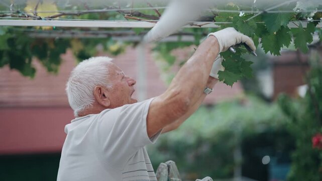 Farmer old man is holding a pair of pruning shears and and trimming the vine plant in slow motion. Concept of determination and focus as the man works to tend to the plants