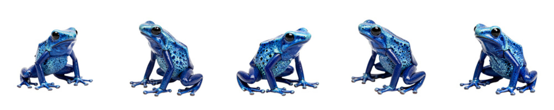 Five dye dart frogs on a black background in a studio shot appear in a row