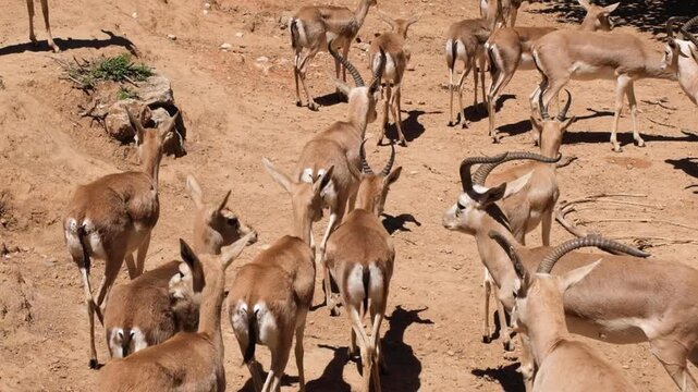 Wild Gazelle Walking in Natural Habitat. Closeup of a Wild Gazelle in Nature. Gazelle Moving Through the Wilderness.
