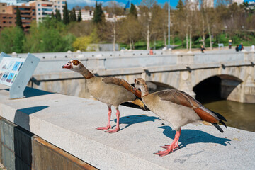 Two Egyptian geese walking along a stone bridge parapet in a Madrid park © Puripat