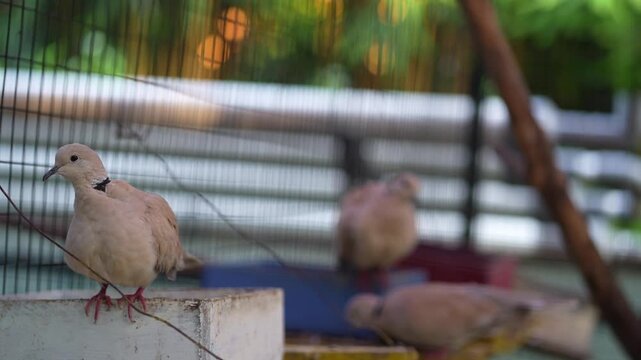 dove zoning out for a short while inside the cage, barbary doves routine in the afternoon footage