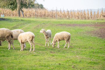 grazing sheep © ydfotograf