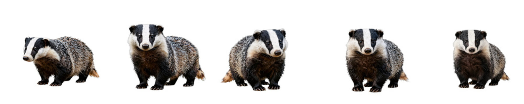 Group of five european badgers standing against black backdrop in studio setting